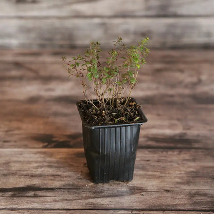 Plant de thym citron bio – La Ferme de Sainte Marthe