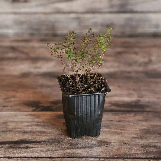 Plant de thym citron bio – La Ferme de Sainte Marthe