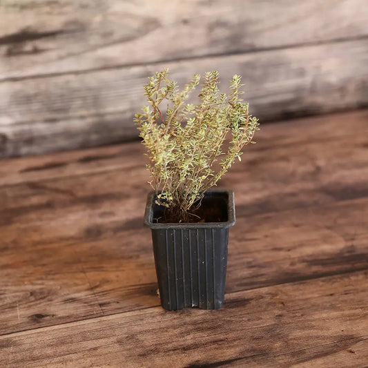 Plant de thym citron silver queen bio – La Ferme de Sainte Marthe