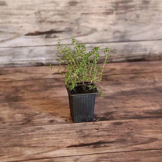 Plant de thym commun bio – La Ferme de Sainte Marthe