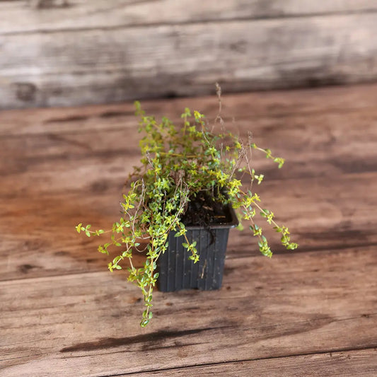Plant de thym corse ou herba baronna bio – La Ferme de Sainte Marthe
