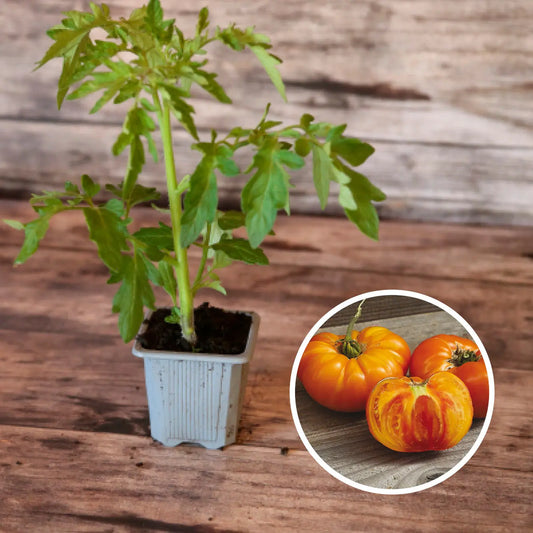 Plant de tomate ananas bio – La Ferme de Sainte Marthe