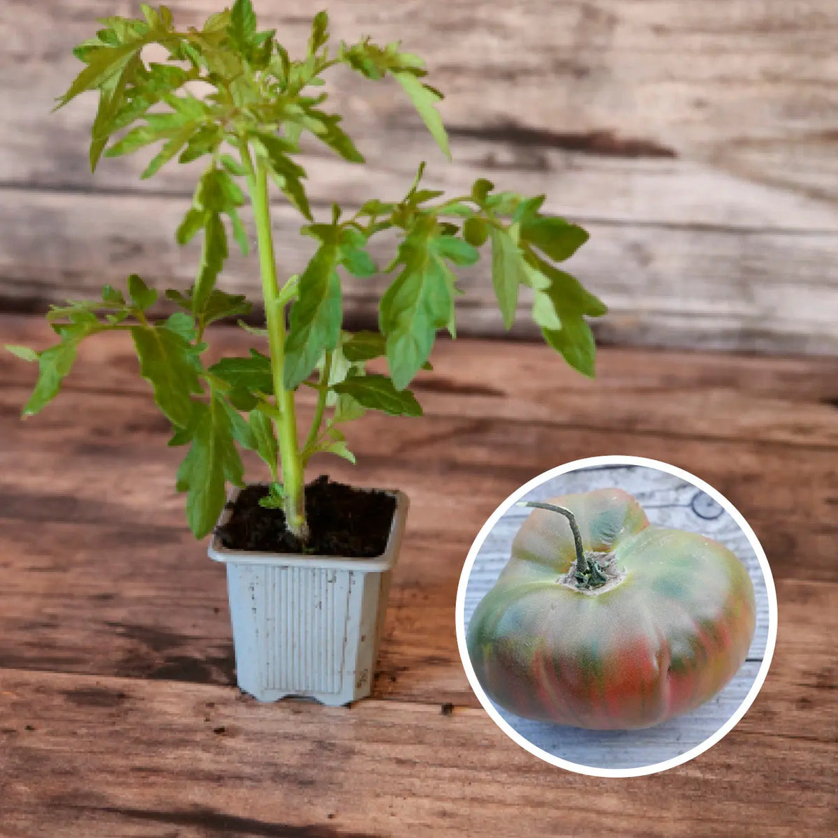 Plant de tomate ananas noire bio – La Ferme de Sainte Marthe