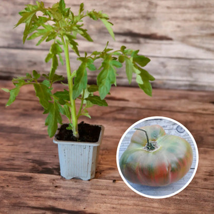 Plant de tomate ananas noire bio – La Ferme de Sainte Marthe