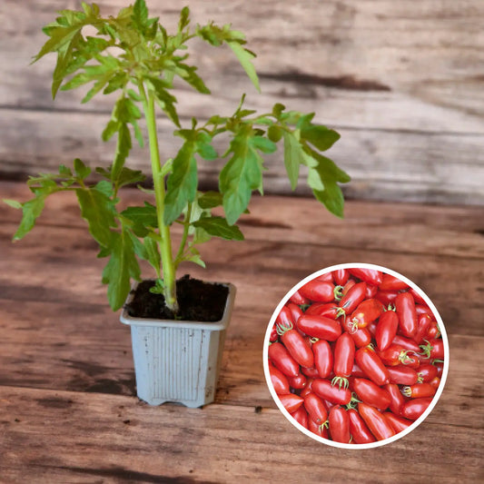 Plant de tomate andine cornue bio – La Ferme de Sainte Marthe