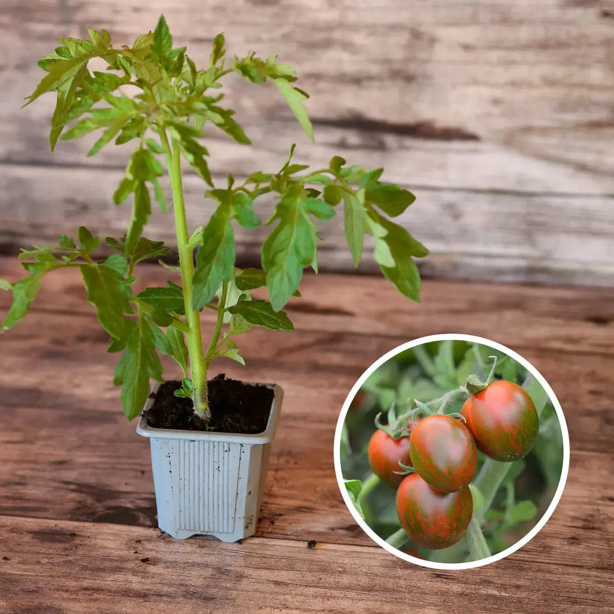 Plant de tomate black zebra cocktail bio – La Ferme de Sainte Marthe