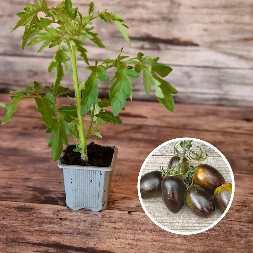Plant de tomate brad's atomic bio – La Ferme de Sainte Marthe