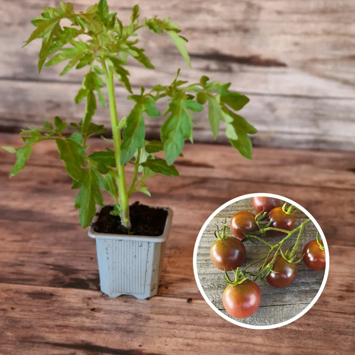Plant de tomate brown berry bio – La Ferme de Sainte Marthe