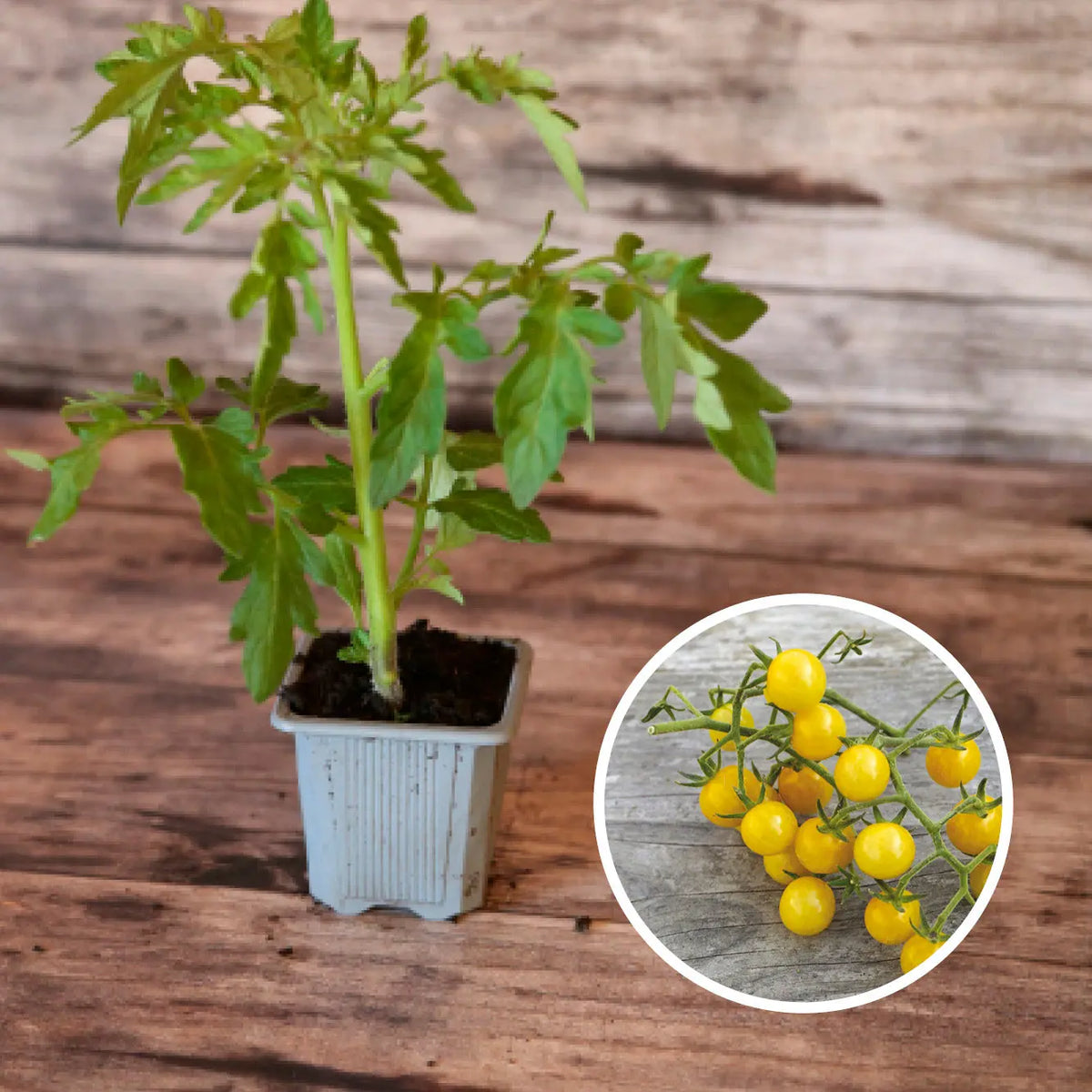 Plant de tomate bulle bio – La Ferme de Sainte Marthe