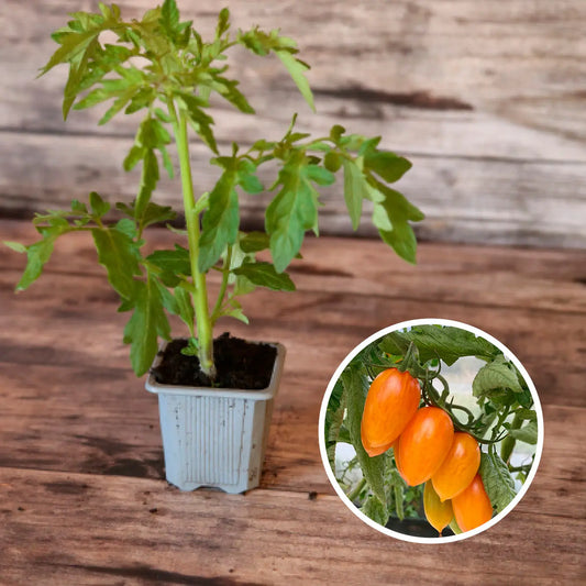 Plant de tomate cerise blush tiger bio – La Ferme de Sainte Marthe