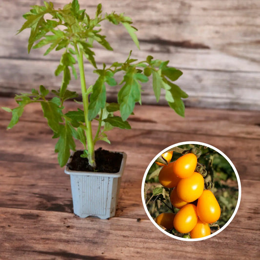 Plant de tomate cerise poire jaune bio – La Ferme de Sainte Marthe