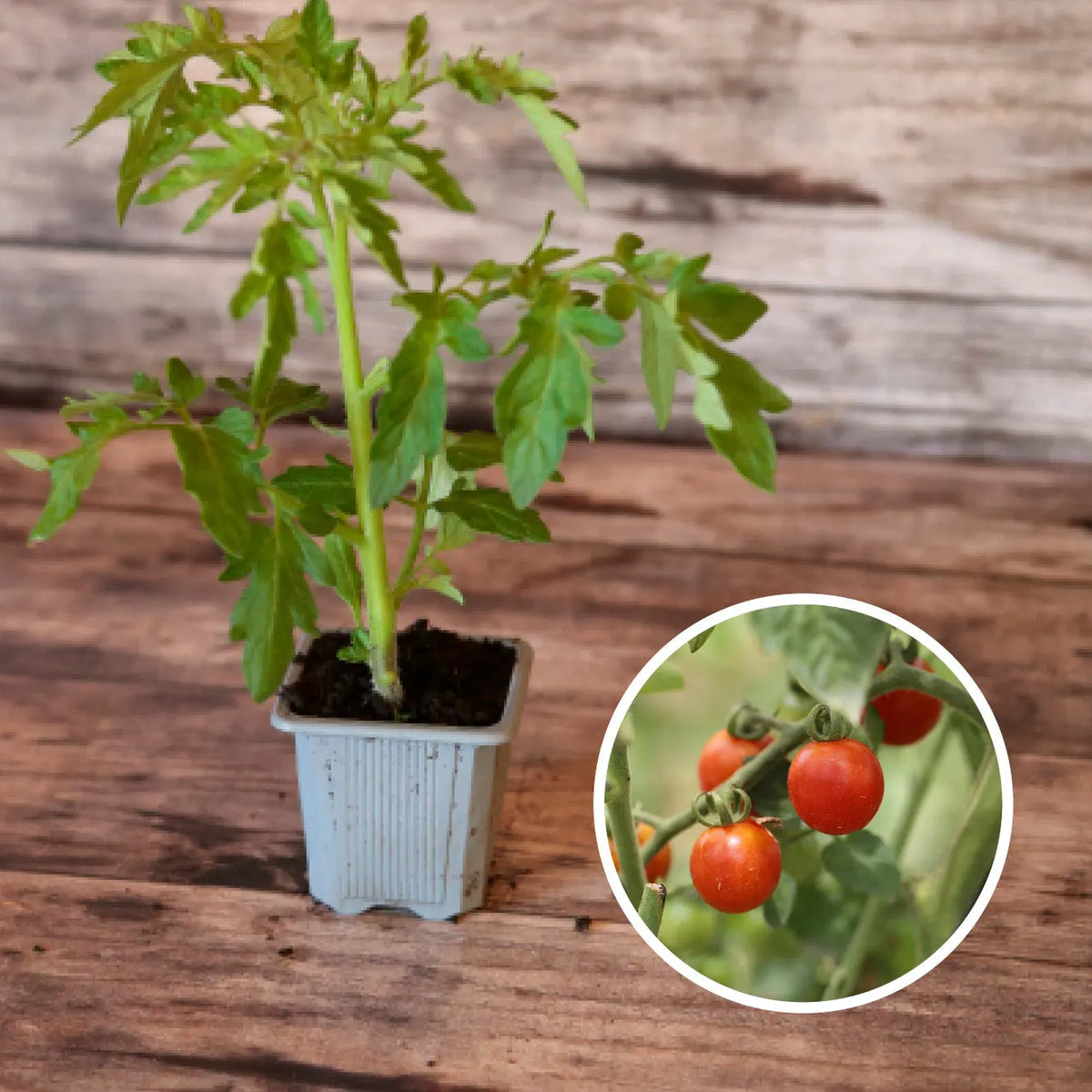 Plant de tomate cerisette lylia bio – La Ferme de Sainte Marthe