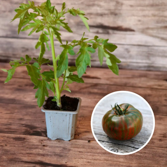 Plant de tomate chocolate stripes bio – La Ferme de Sainte Marthe