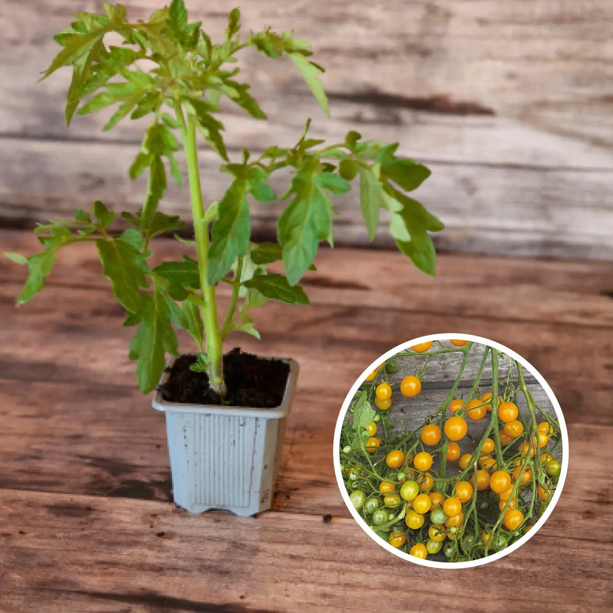 Plant de tomate cocktail clémentine bio – La Ferme de Sainte Marthe