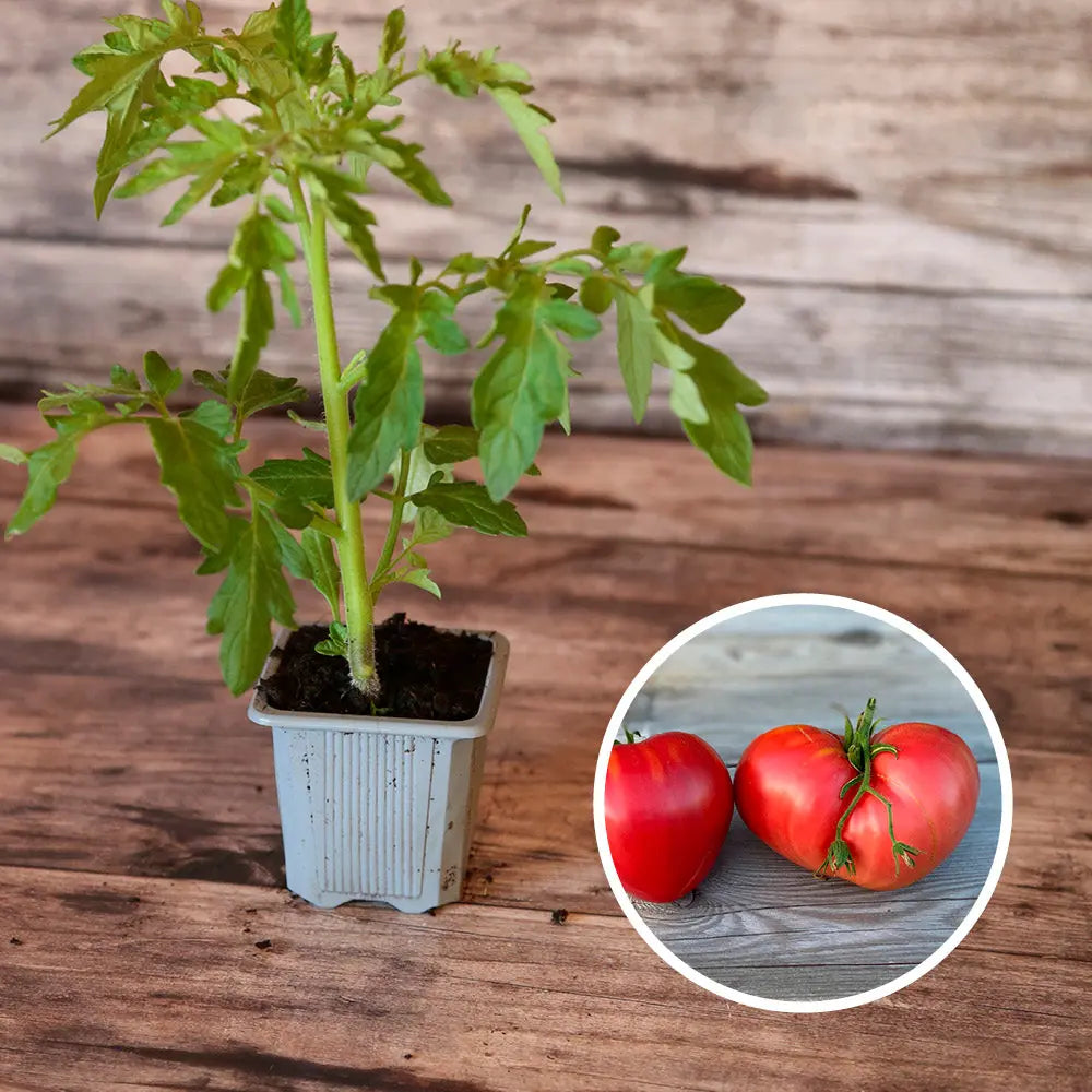 Plant de tomate cœur bio – La Ferme de Sainte Marthe