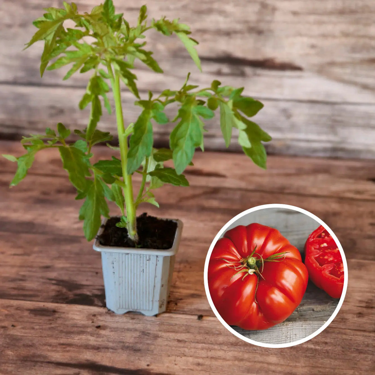 Plant de tomate couille de taureau bio – La Ferme de Sainte Marthe