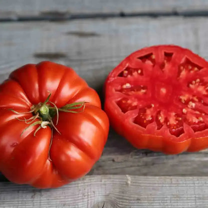 Plant de tomate couille de taureau bio – La Ferme de Sainte Marthe
