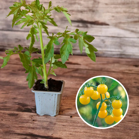 Plant de tomate coyote bio – La Ferme de Sainte Marthe