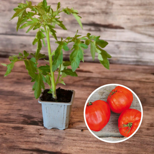 Plant de tomate cuor di bue ou cœur de bœuf bio – La Ferme de Sainte Marthe