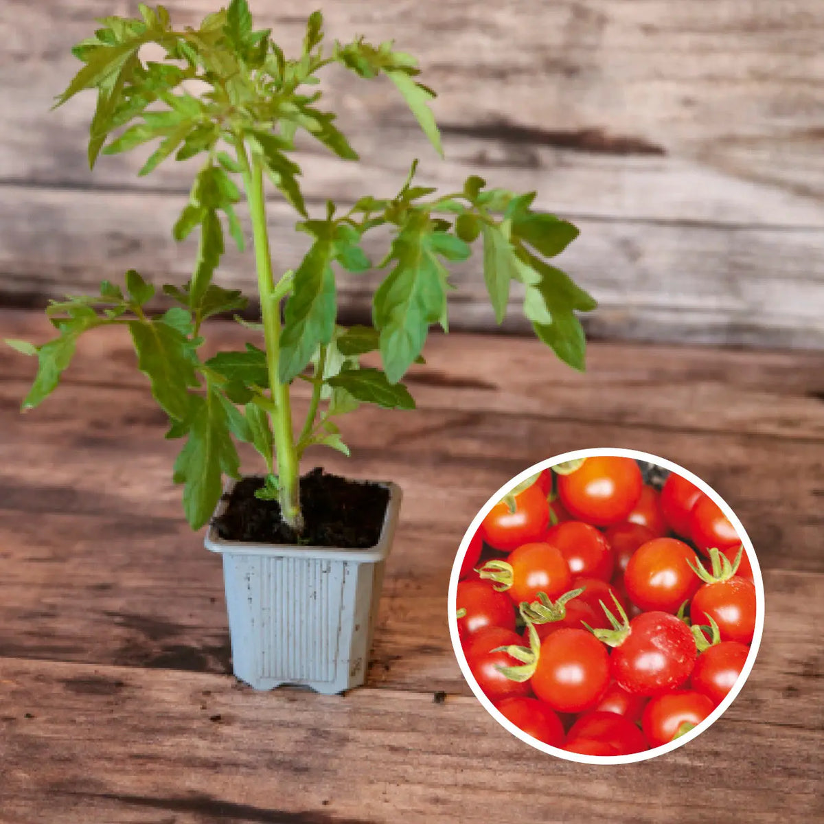Plant de tomate gardener's delight bio – La Ferme de Sainte Marthe