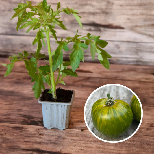 Plant de tomate green zebra bio – La Ferme de Sainte Marthe
