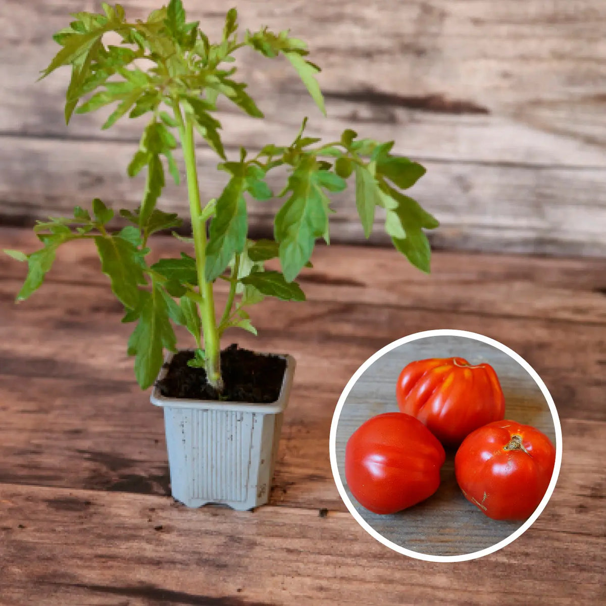 Plant de tomate liguria bio – La Ferme de Sainte Marthe