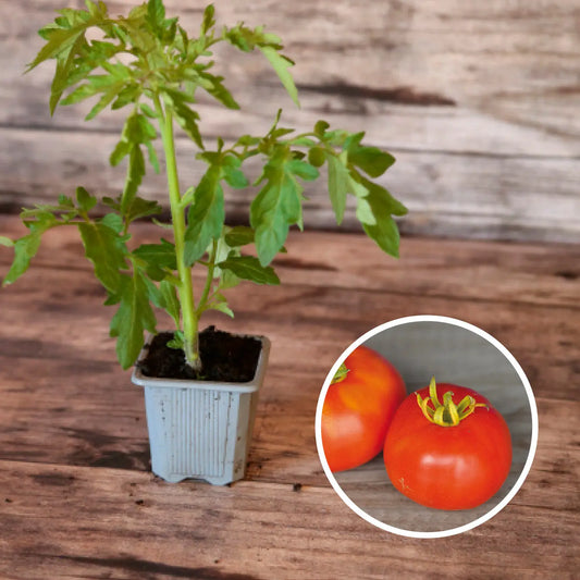 Plant de tomate marmande bio – La Ferme de Sainte Marthe