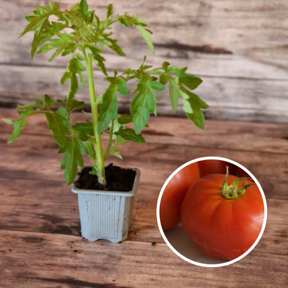 Plant de tomate merveille des marchés bio – La Ferme de Sainte Marthe