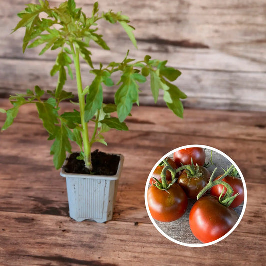 Plant de tomate noire russe bio – La Ferme de Sainte Marthe