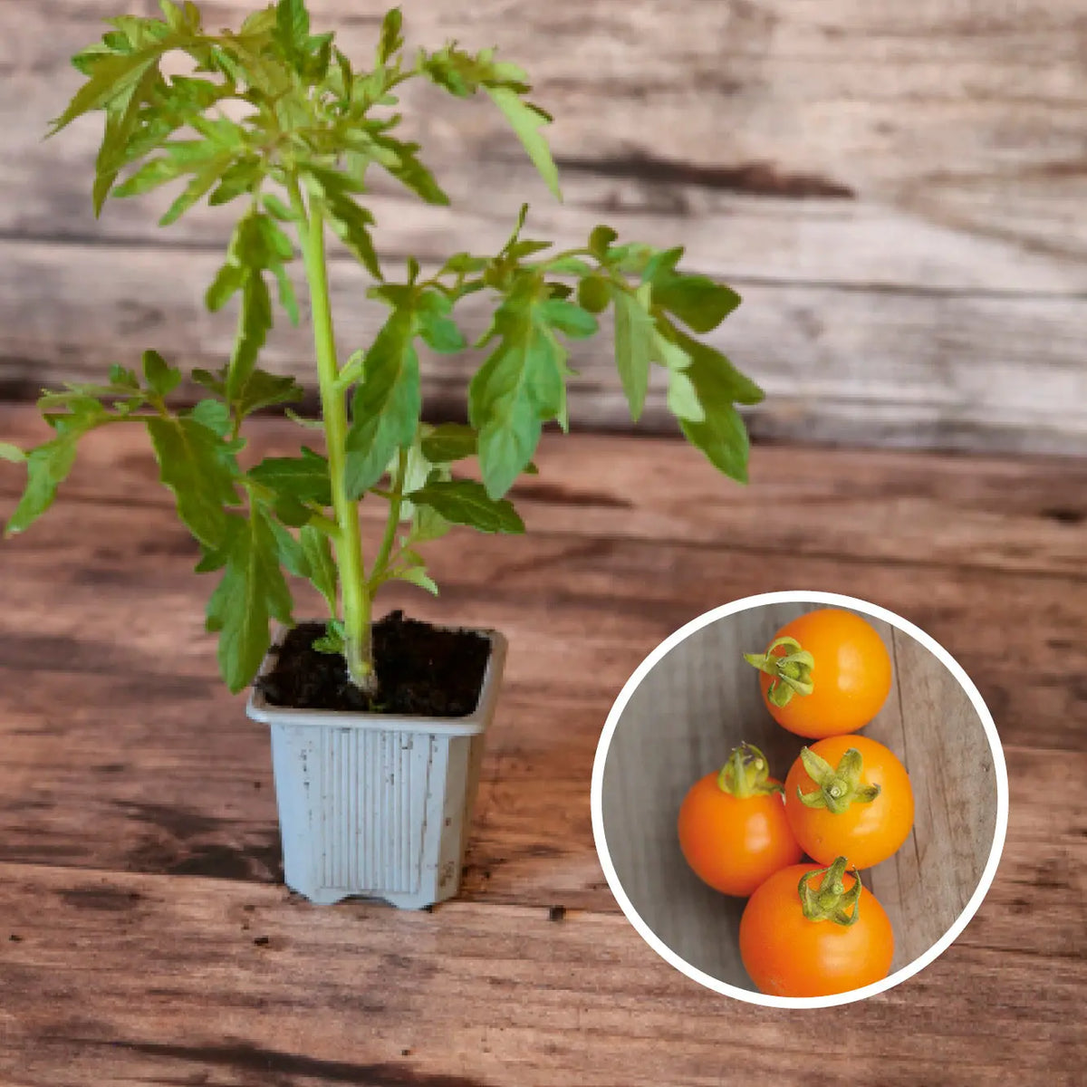 Plant de tomate orange bourgouin bio – La Ferme de Sainte Marthe