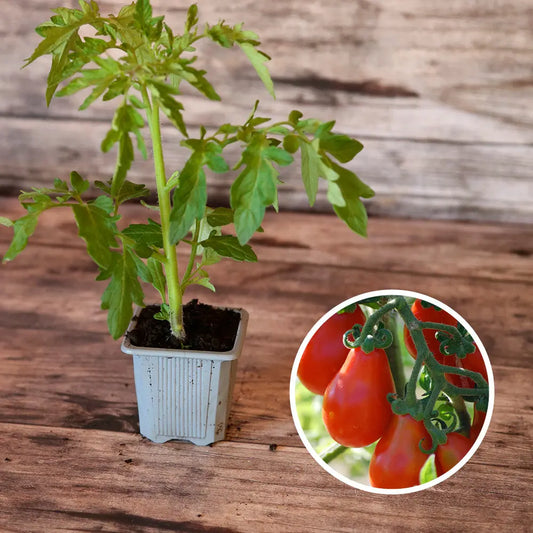 Plant de tomate poire rouge bio – La Ferme de Sainte Marthe