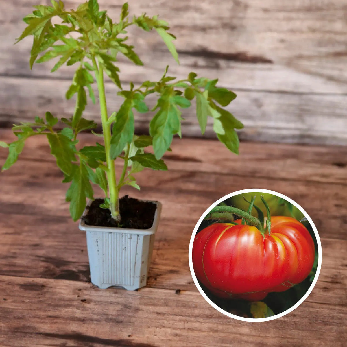 Plant de tomate potiron écarlate bio – La Ferme de Sainte Marthe
