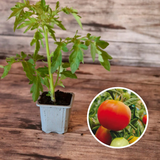 Plant de tomate précoce de quimper bio – La Ferme de Sainte Marthe
