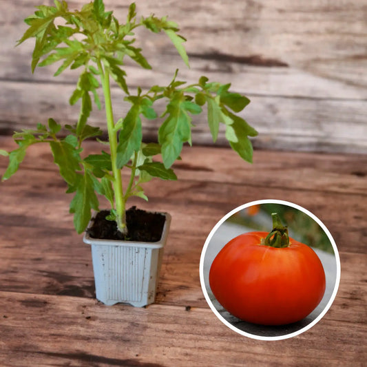 Plant de tomate reine de sainte marthe bio – La Ferme de Sainte Marthe