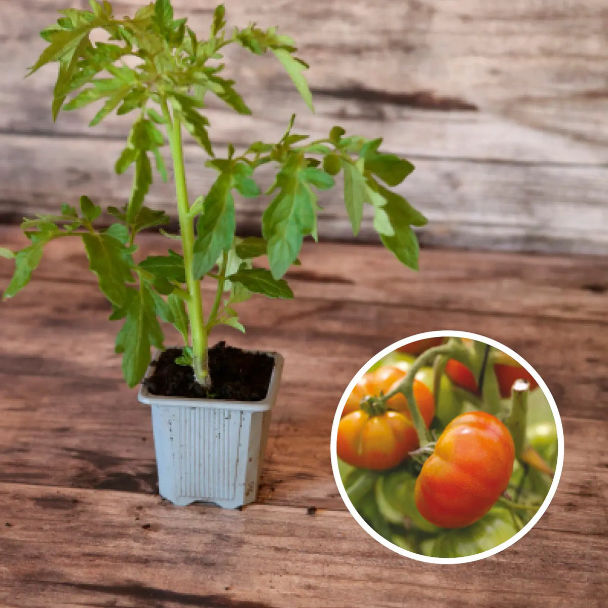 Plant de tomate reine des hâtives bio – La Ferme de Sainte Marthe