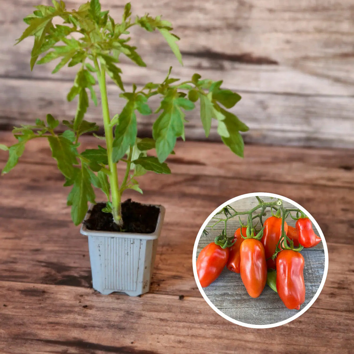 Plant de tomate san marzano bio – La Ferme de Sainte Marthe