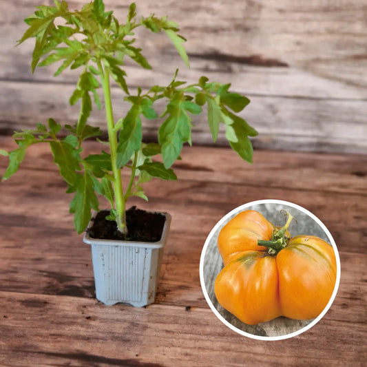 Plant de tomate summer cider bio – La Ferme de Sainte Marthe