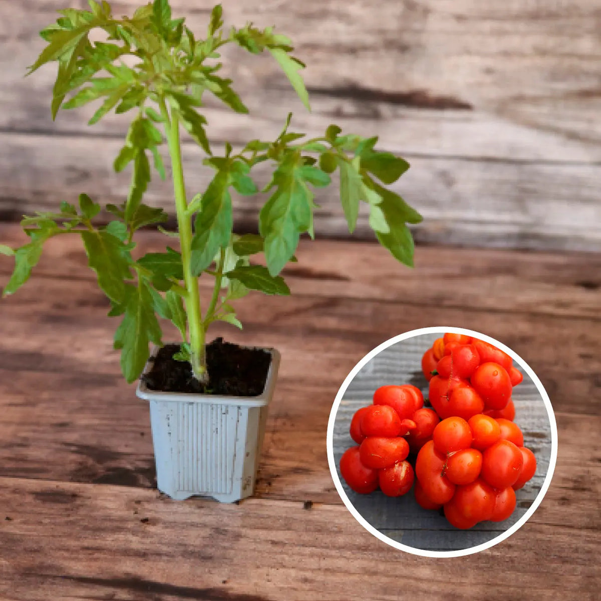 Plant de tomate voyage bio – La Ferme de Sainte Marthe