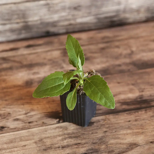 Plant de topinambour fuseau bio – La Ferme de Sainte Marthe