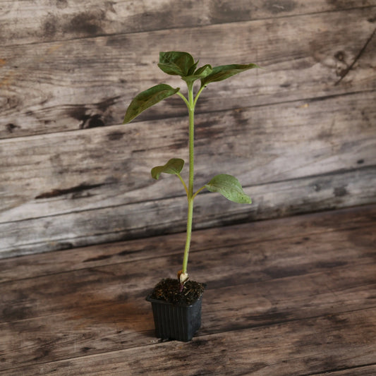 Plant de tournesol autumn beauty bio – La Ferme de Sainte Marthe