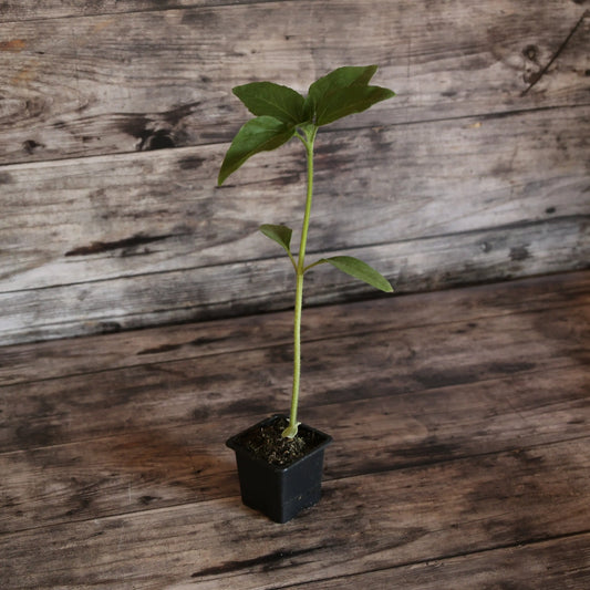 Plant de tournesol taiyo bio – La Ferme de Sainte Marthe