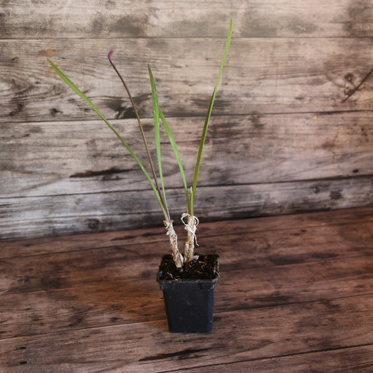 Plant de tulbaghia bio – La Ferme de Sainte Marthe
