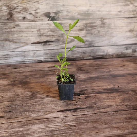 Plant de verveine de buenos aires bio – La Ferme de Sainte Marthe