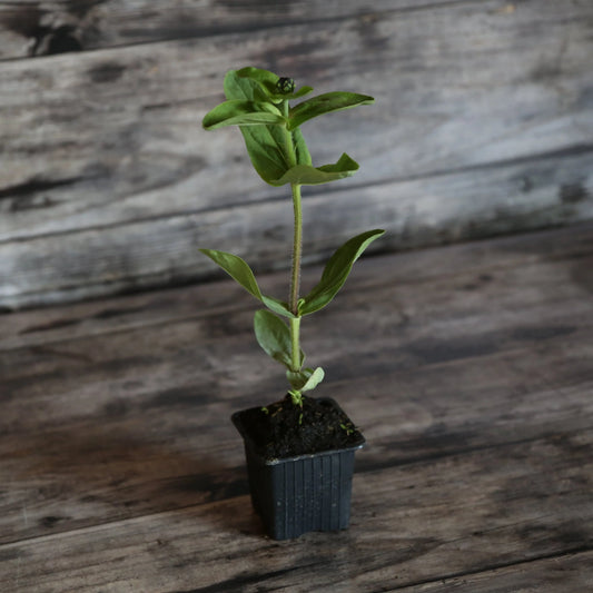 Plant de zinnia à fleurs de dahlia green envy bio – La Ferme de Sainte Marthe