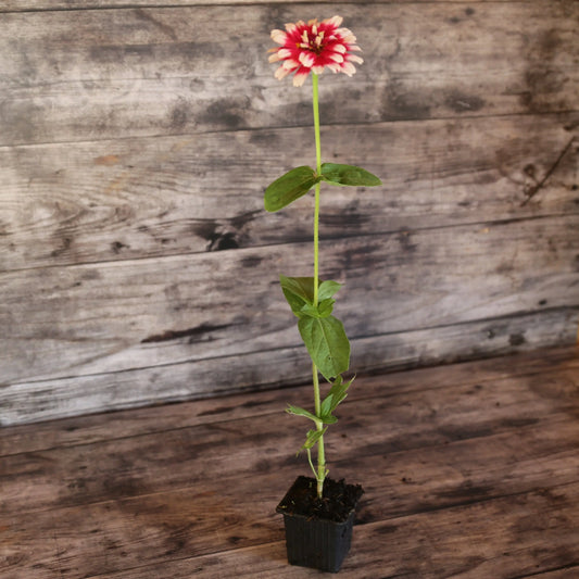 Plant de zinnia mazurkia bio – La Ferme de Sainte Marthe
