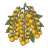 Graines de légumes productifs