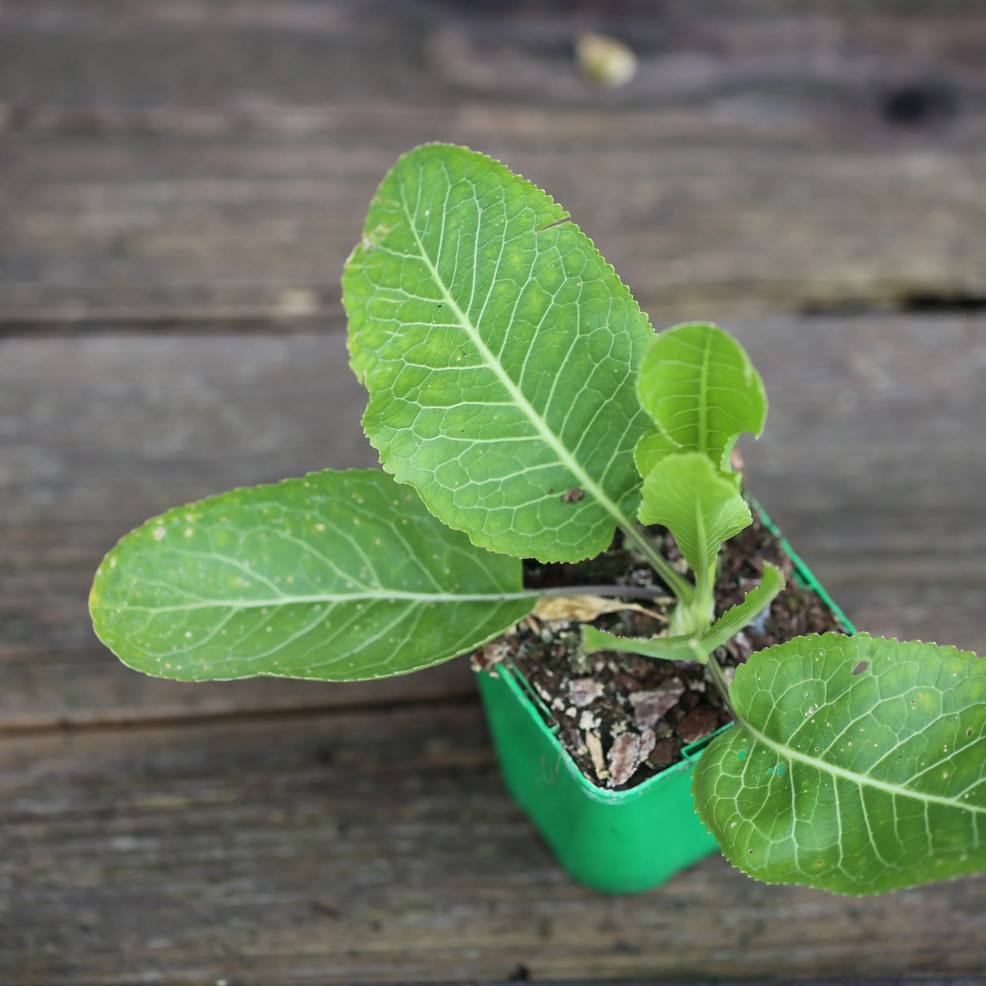RAIFORT - PLANT 