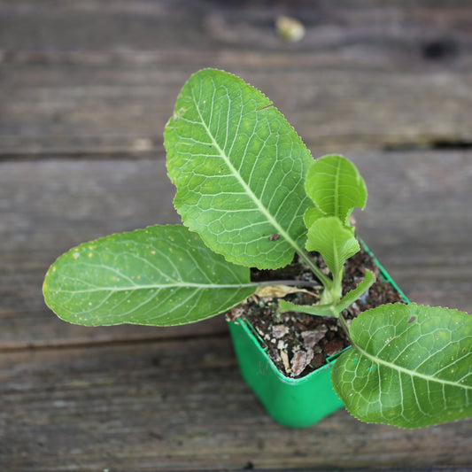 HORSERADISH AB - PLANT