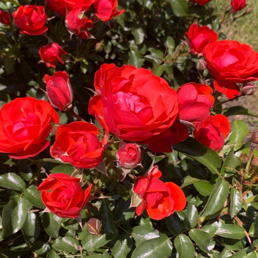 ROSIER RED MAYA ADATRESO AB 
