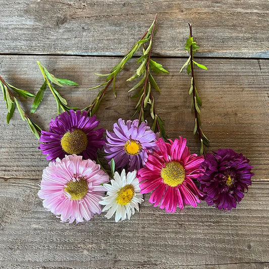REINE MARGUERITE A FLEURS SIMPLES VARIEES AB 